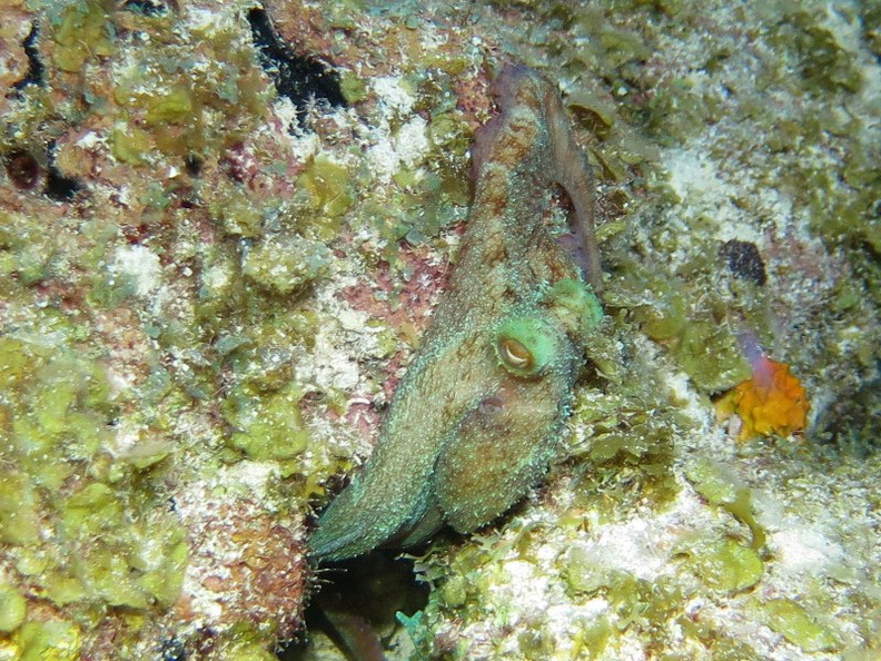 090 Reef Octopus IMG_5917.jpg